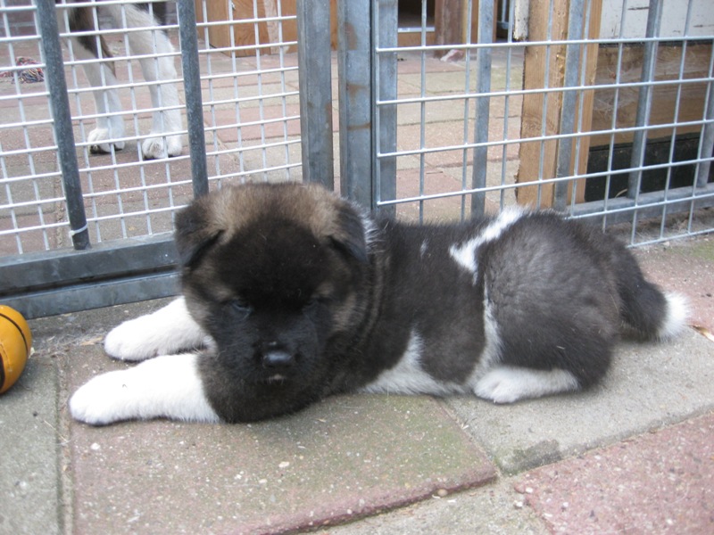 Puppies